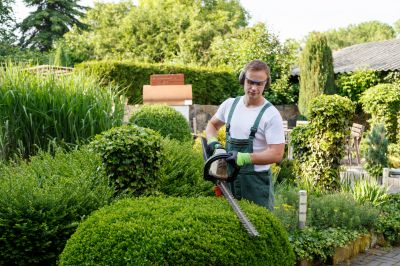 Boxwood Trimming