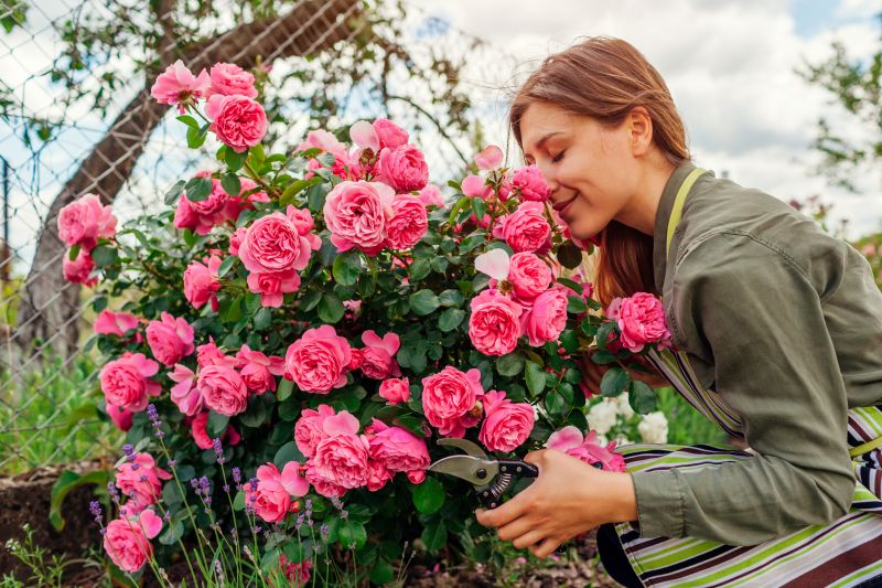 Rose Bush Pruning
