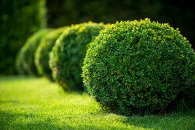 Pruning Mature Shrubs