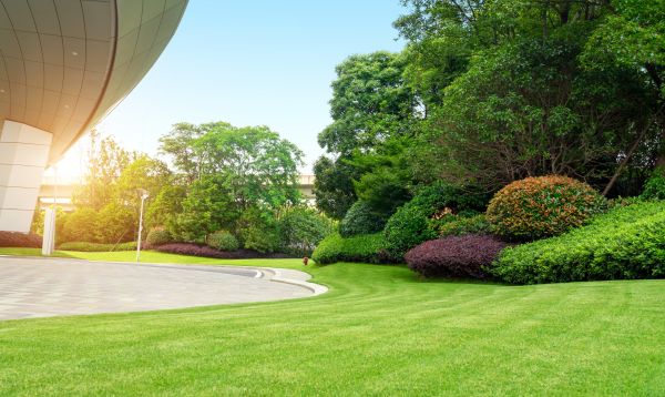 Commercial Shrub Trimming in Granger