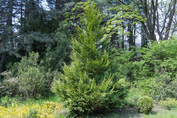 Juniper Pruning in Granger