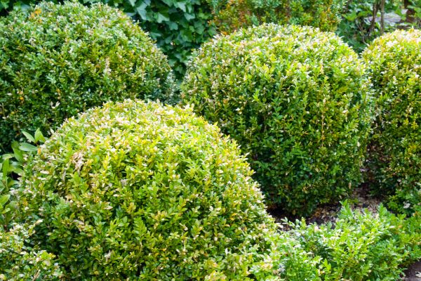 Landscape Trimming Service in Granger