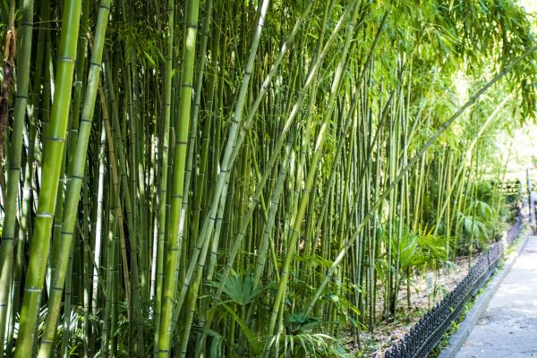 Bamboo Root Removal in Granger