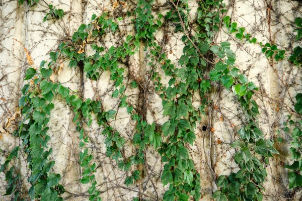 Vine Removal Service in Granger