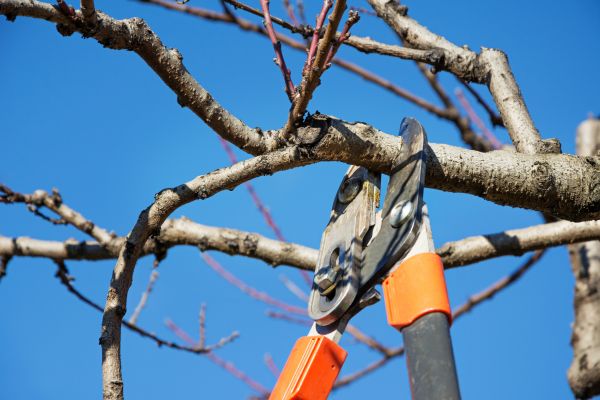 Selective Pruning in Granger
