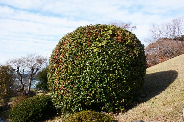 Holly Trimming in Granger