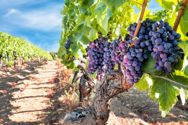 Grapevine Pruning Service
