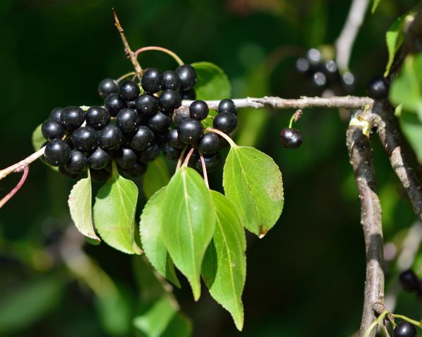 Buckthorn Removal in Granger