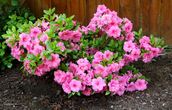 Azaleas Removal in Granger