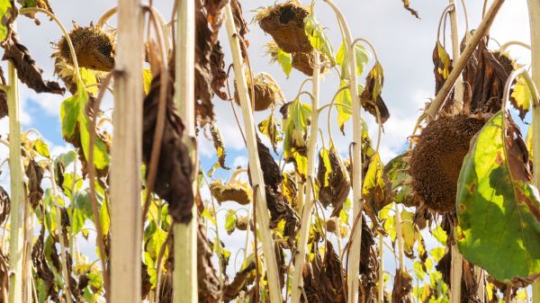 Dead Plant Removal in Granger
