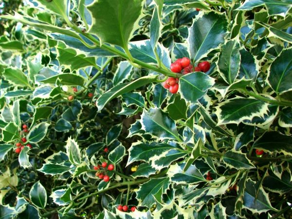 Holly Bushes Trimming in Granger