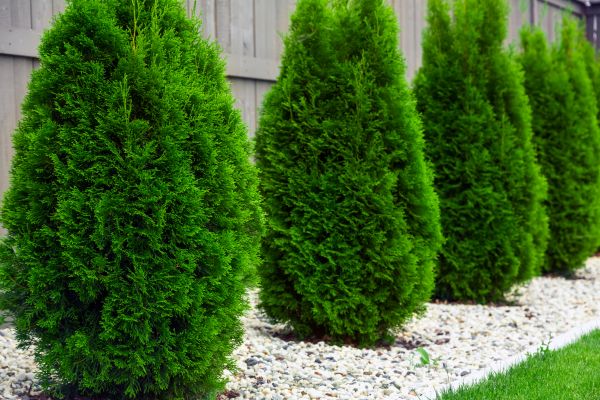 Arborvitae Removal in Granger