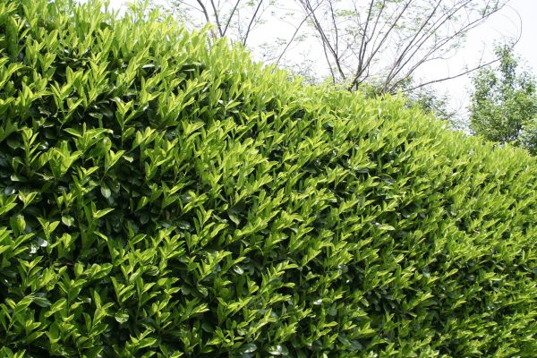 Laurel Shrub Removal in Granger