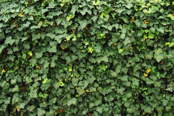 Ivy Pruning service in Granger