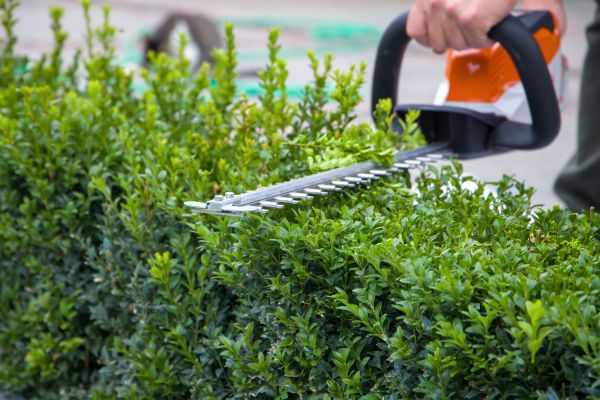 Evergreen Hedge Trimming in Granger
