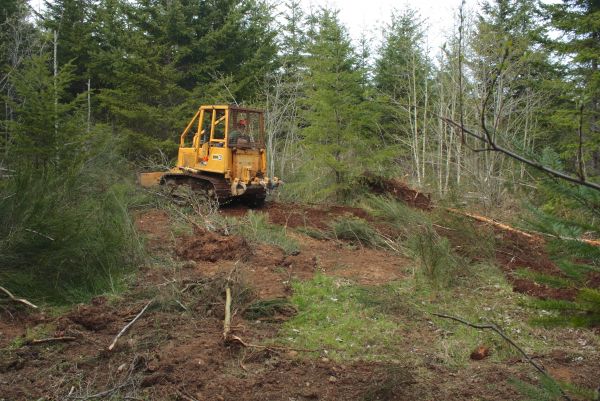 Shrubbery Clearing in Granger