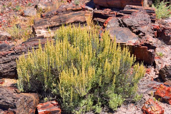 Sagebrush Removal in Granger