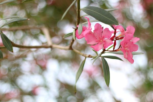 Oleander Removal in Granger