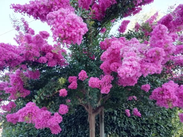 Crape Myrtle Pruning in Granger
