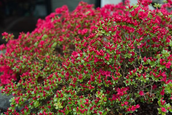 Weigela Removal Service in Granger