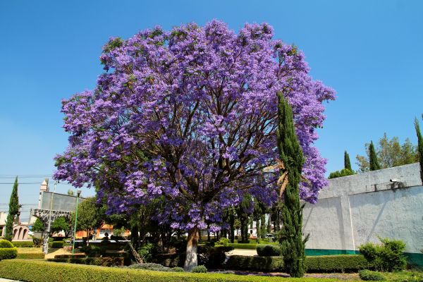 Jacaranda Pruning in Granger