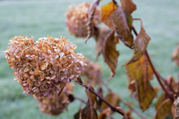 Hydrangea Removal in Granger