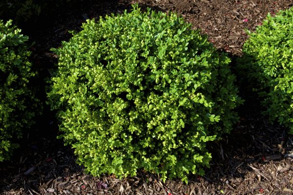 Boxwood Removal in Granger