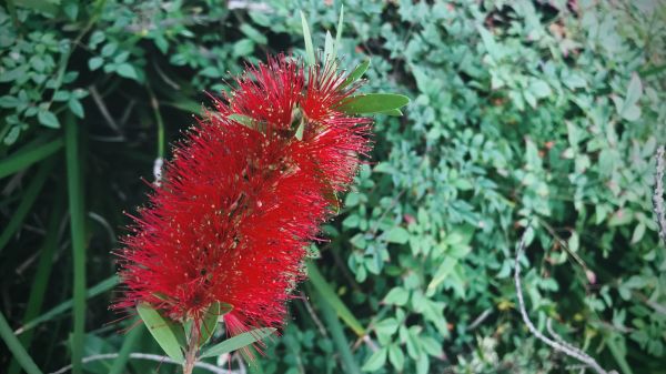 Bottlebrush Pruning in Granger